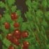 Berry bush Hytale
